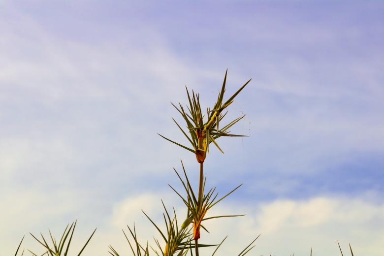 Free stock image of Twig Against Blue Sky created by mohamed aslam