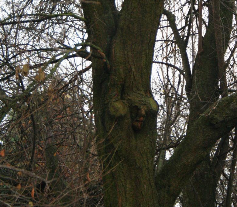 Free stock image of Closed Face in Tree created by Kala Manó