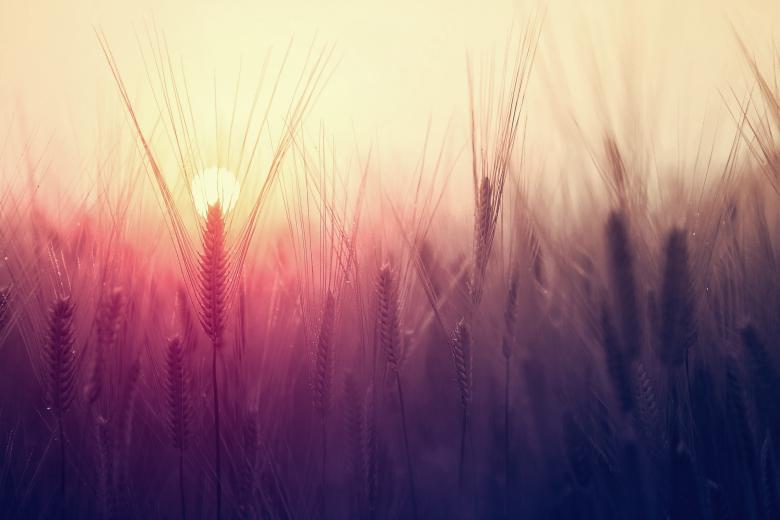 Free stock image of Barley Field At Sunset - Close Up - Summer Light created by Jack Moreh