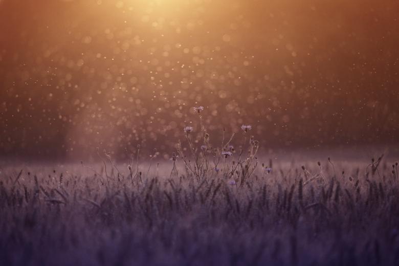 Free stock image of Sun Rising Over Misty Meadow created by Jack Moreh