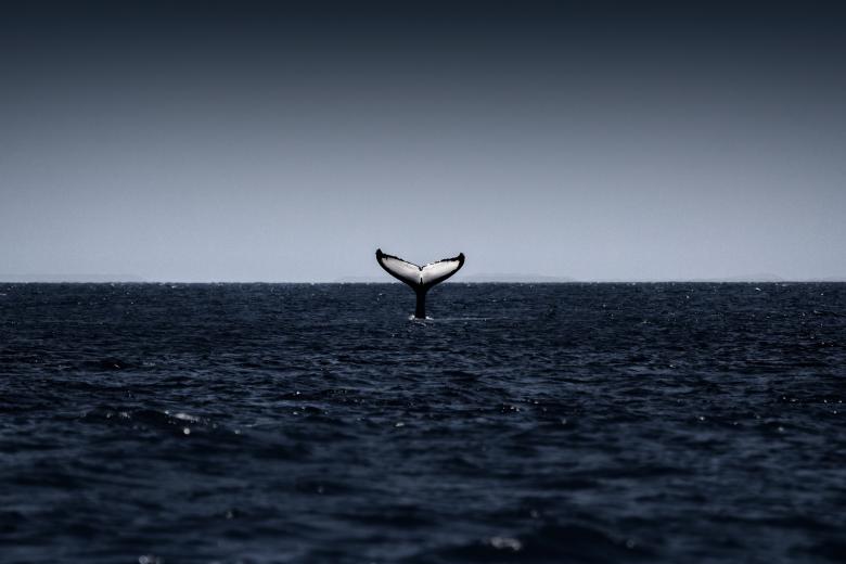 Free stock image of Humpback Whale Tail - Diving Whale created by Jack Moreh