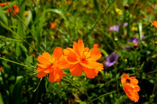 Bright Orange Flowers - Free Stock Photo