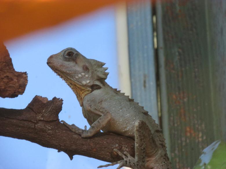 Free stock image of A bearded dragon created by Michiru Maeda