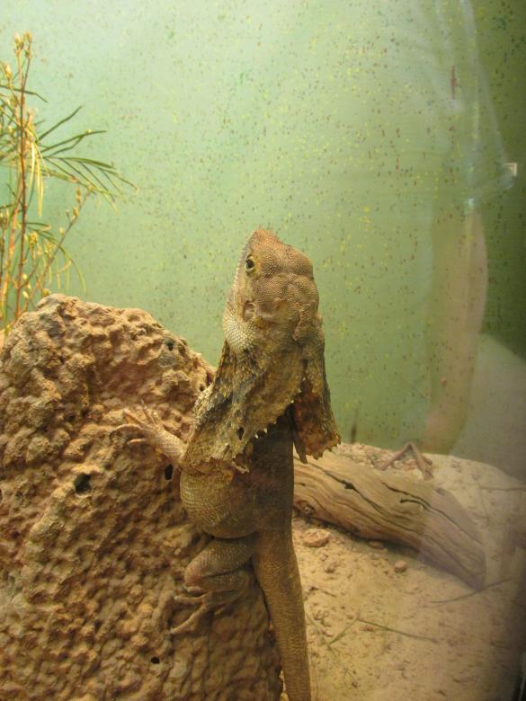 Free stock image of Lizard - A bearded dragon created by Michiru Maeda