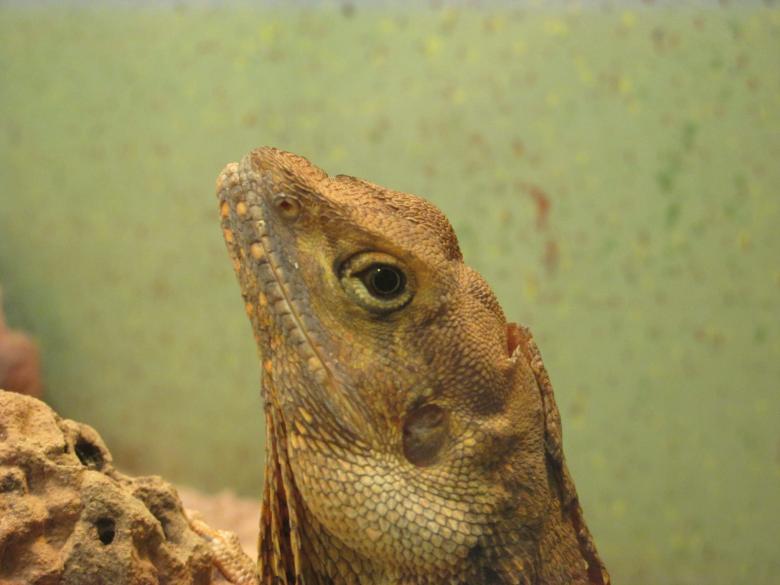 Free stock image of A bearded dragon - Close Up created by Michiru Maeda