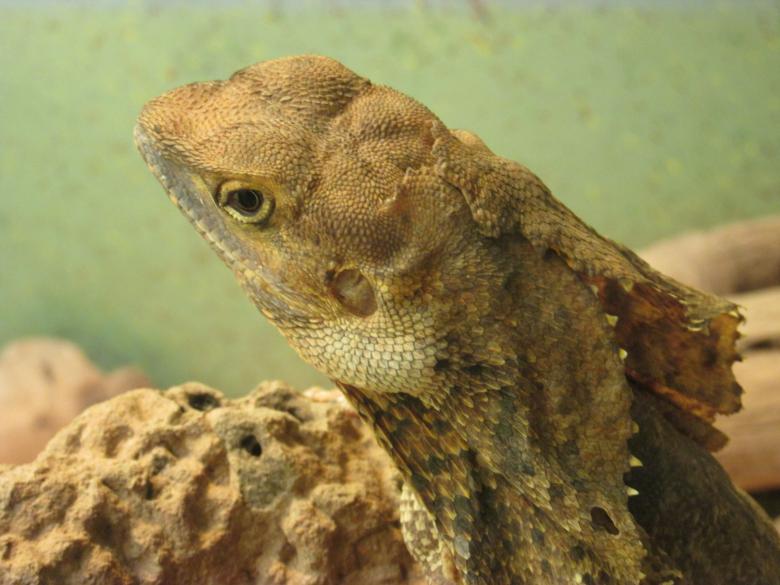 Free stock image of A bearded dragon in Zoo created by Michiru Maeda