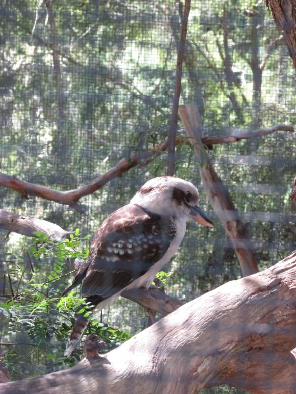 Free stock image of Kookaburra in Captivity created by Michiru Maeda