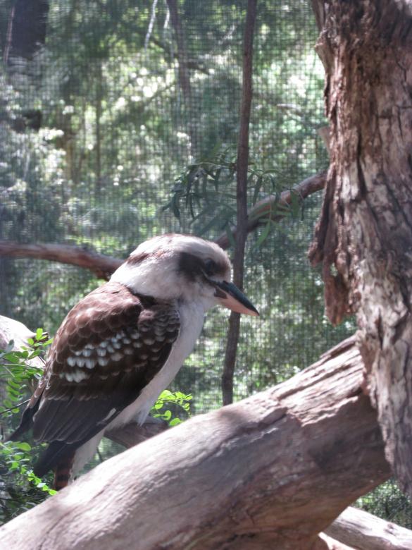 Free stock image of Kookaburra Bird in Captivity created by Michiru Maeda