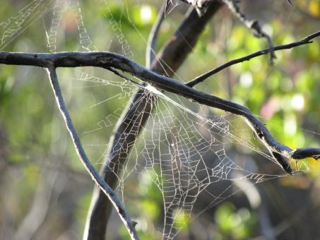 Spider web in trees - Free Stock Photo