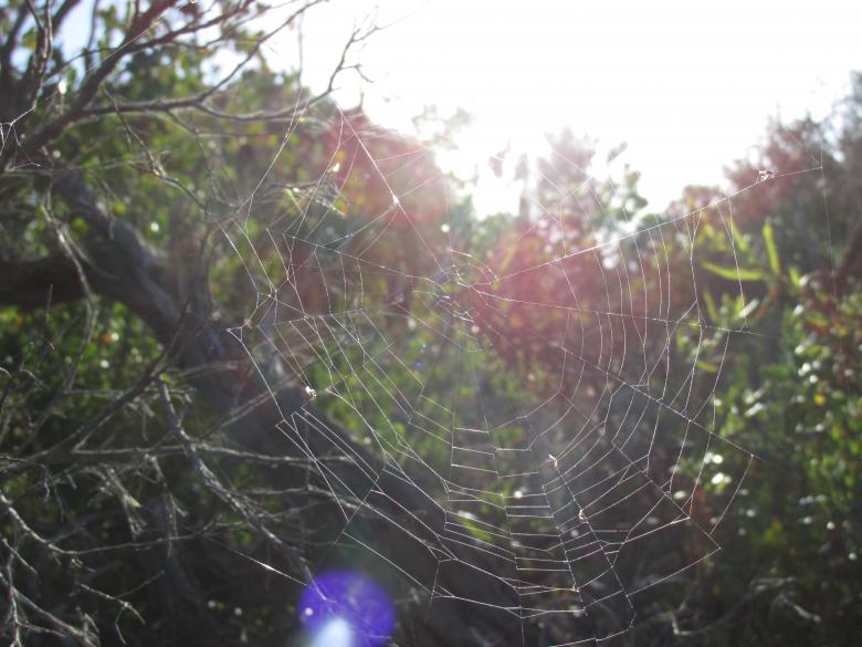 Free stock image of Spider web in sunlight created by Michiru Maeda