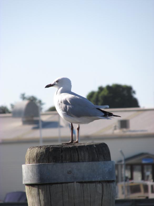 Free stock image of Seagull on Pole by the Pier created by Michiru Maeda