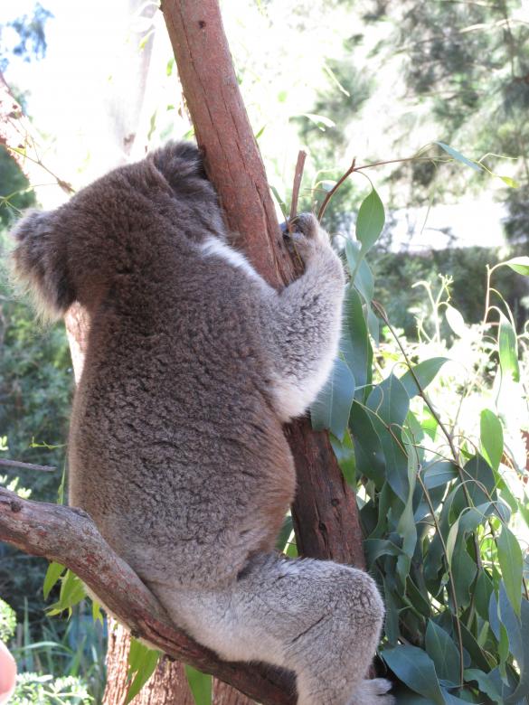 Free stock image of Koala in Tree created by Michiru Maeda