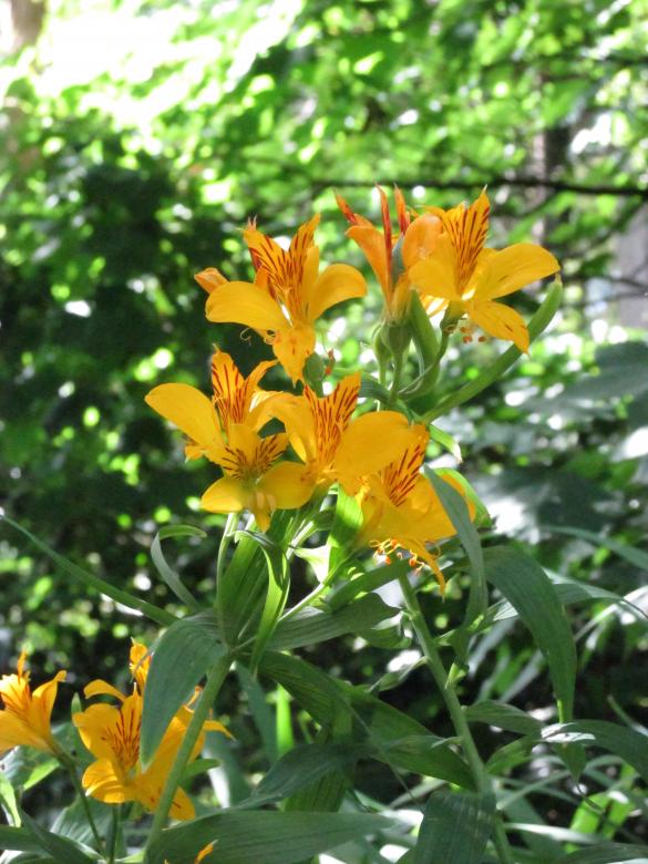 Free stock image of Wild Yellow Lilies created by Michiru Maeda