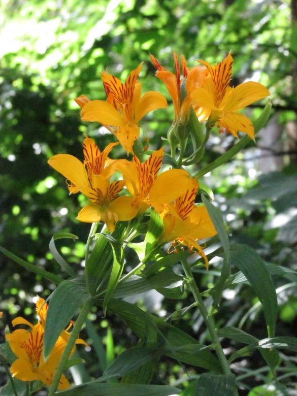 Free stock image of Wild Lilies in Nature created by Michiru Maeda