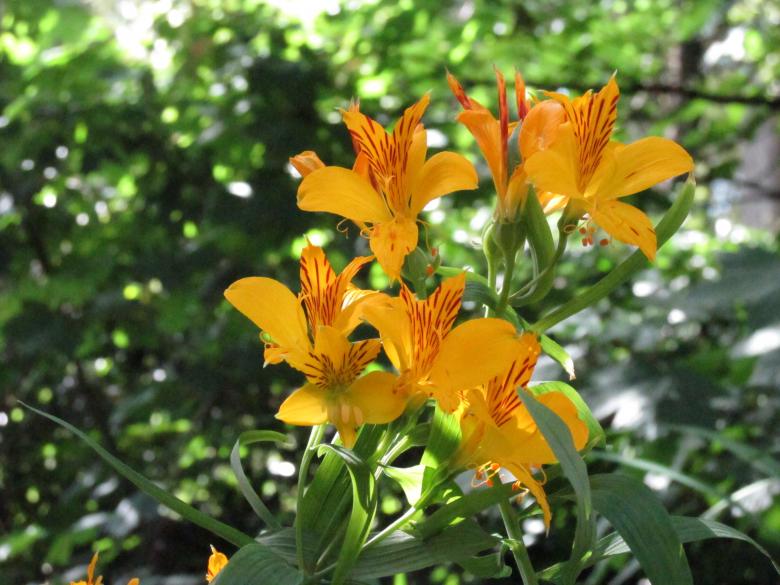 Free stock image of Yellow Lilies Outdoors created by Michiru Maeda