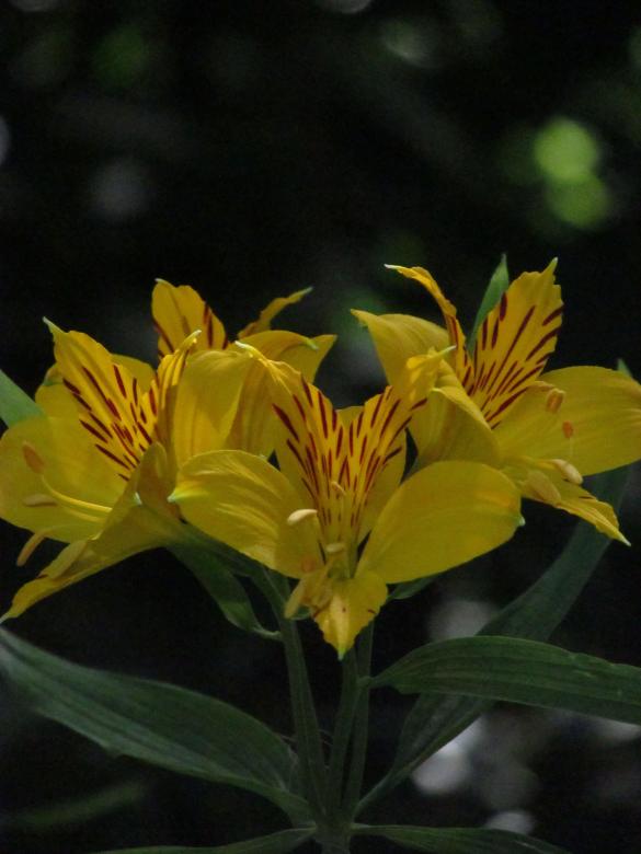 Free stock image of Yellow Lilies in Summer created by Michiru Maeda