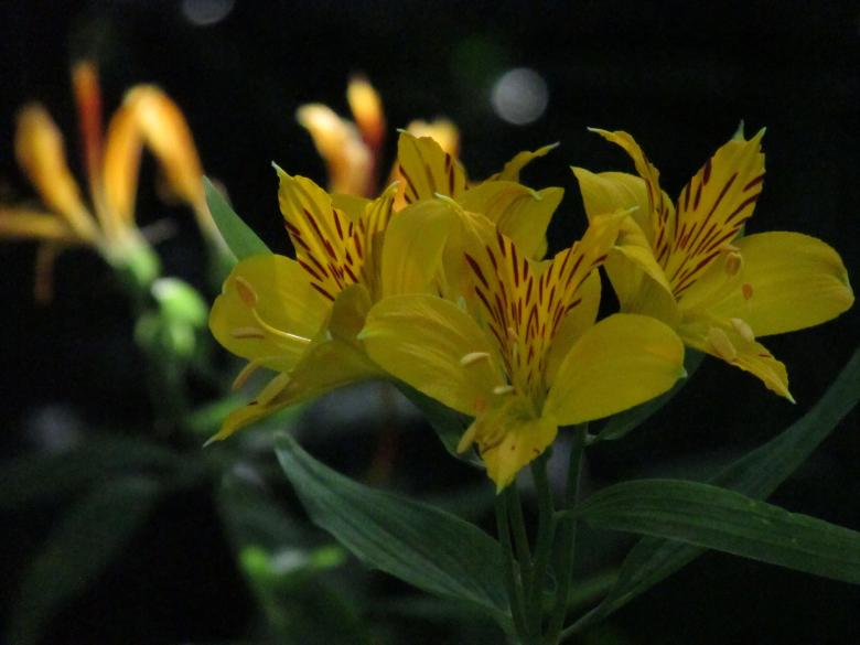 Free stock image of Wild Yellow Lilies created by Michiru Maeda