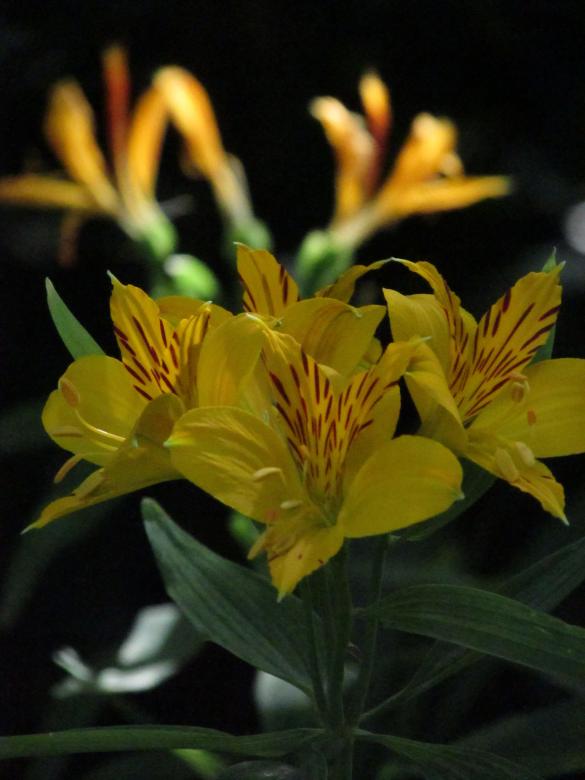 Free stock image of Yellow Lilies in Shade created by Michiru Maeda