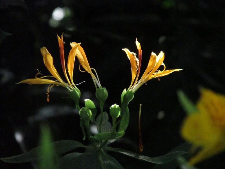 Free stock image of Tattered Wild Lilies created by Michiru Maeda