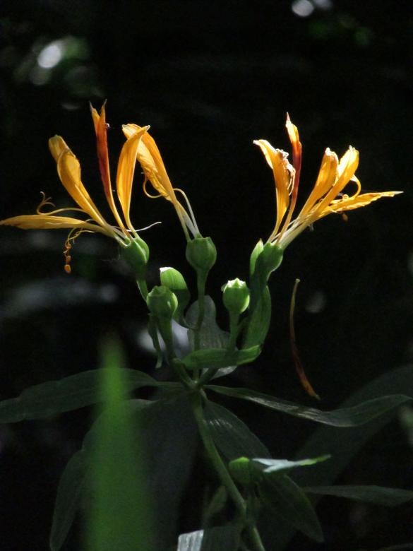 Free stock image of Tattered Yellow Lilies created by Michiru Maeda