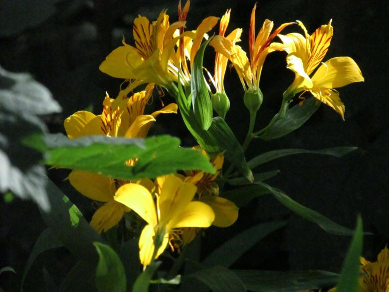 Free stock image of Wild Lilies - Yellow Flowers created by Michiru Maeda