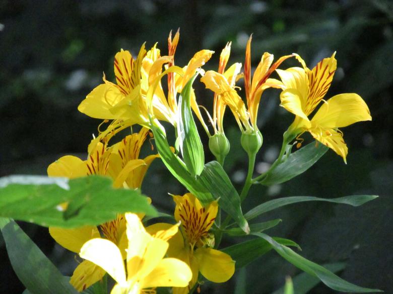 Free stock image of Wild Lilies in Sunlight created by Michiru Maeda