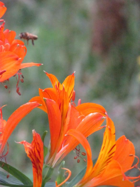Free stock image of Wild Orange Lilies created by Michiru Maeda
