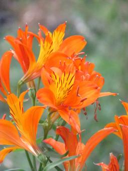Wild Lilies - Orange Flowers