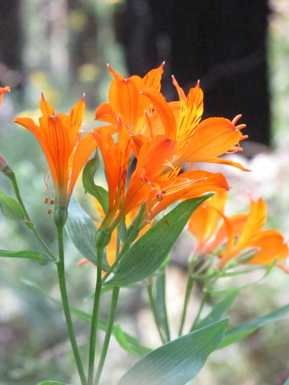 Free stock image of Wild Orange Lilies created by Michiru Maeda