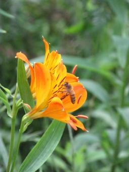 Bee on Wild Lily