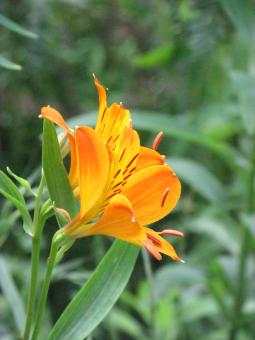 Yellow and Orange Wild Lily