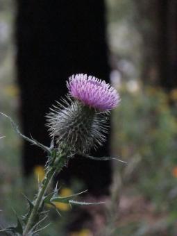 Purple Thistle
