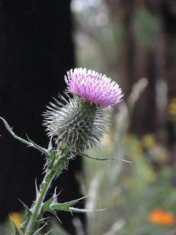 Violet Thistle