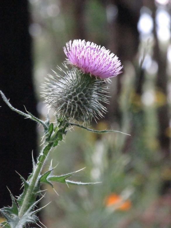 Free stock image of Thistle - Purple Flower created by Michiru Maeda