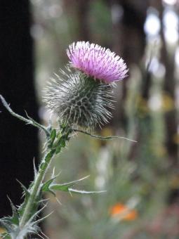Thistle - Purple Flower