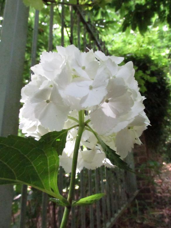 Free stock image of White flowers and green leaves created by Michiru Maeda