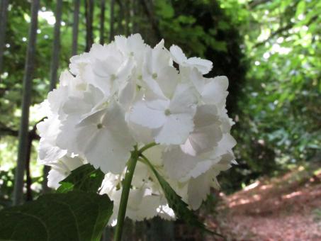 White flowers in nature