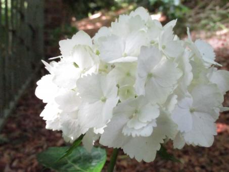 White flowers closeup