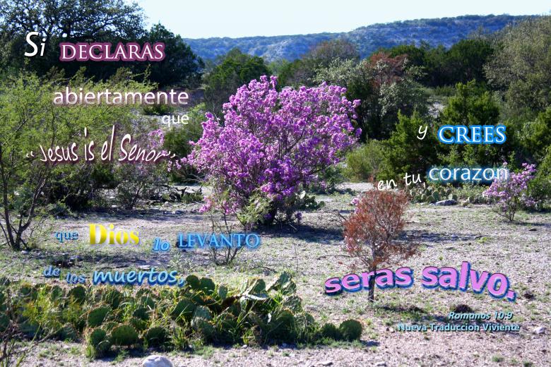 Free stock image of Declaras y Crees created by DFNatureAwed