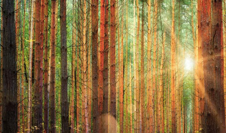 Free stock image of Colorful Forest Illuminated by Sun Flare  created by Jack Moreh