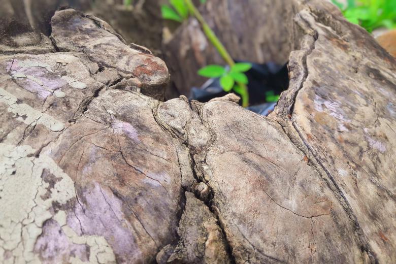 Free stock image of surface of big old tree trunk cleavage on forest created by Arief Fauzan
