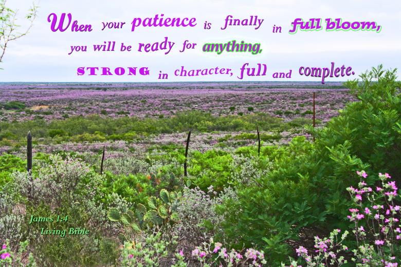 Free stock image of Patience in Full Bloom created by DFNatureAwed