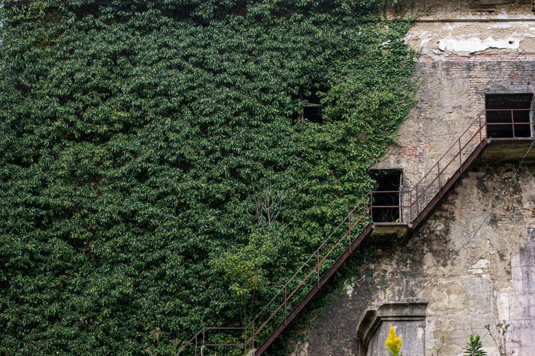 Free stock image of Ivy Wall created by Vladislav