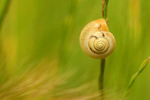 Climbing snail close up - Free Stock Photo