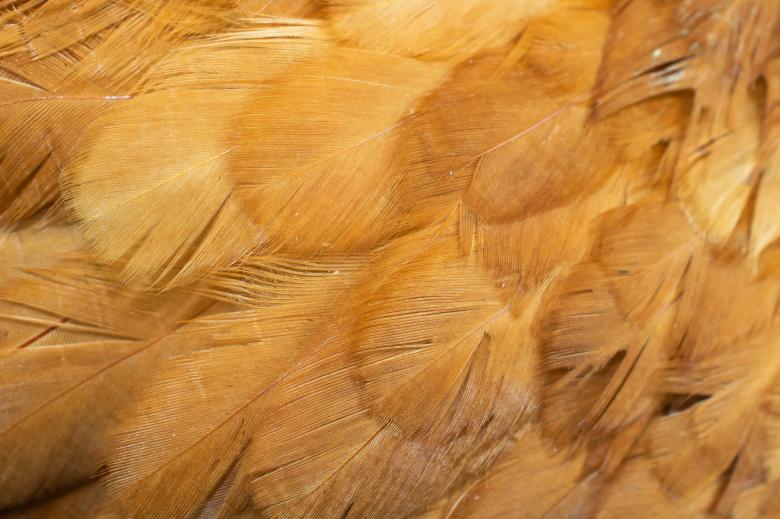 Free stock image of Brown hen feathers created by Krzysztof Bubel