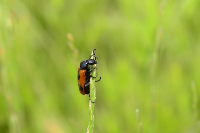 Free stock image of Climbing insect created by batuhan Kurt