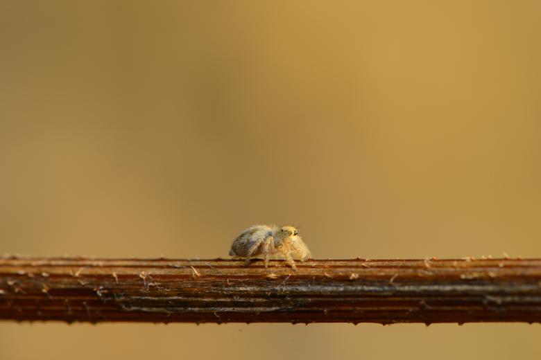 Free stock image of Tiny Spider created by batuhan Kurt
