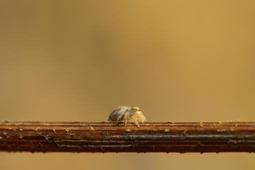 Tiny Spider - Free Stock Photo