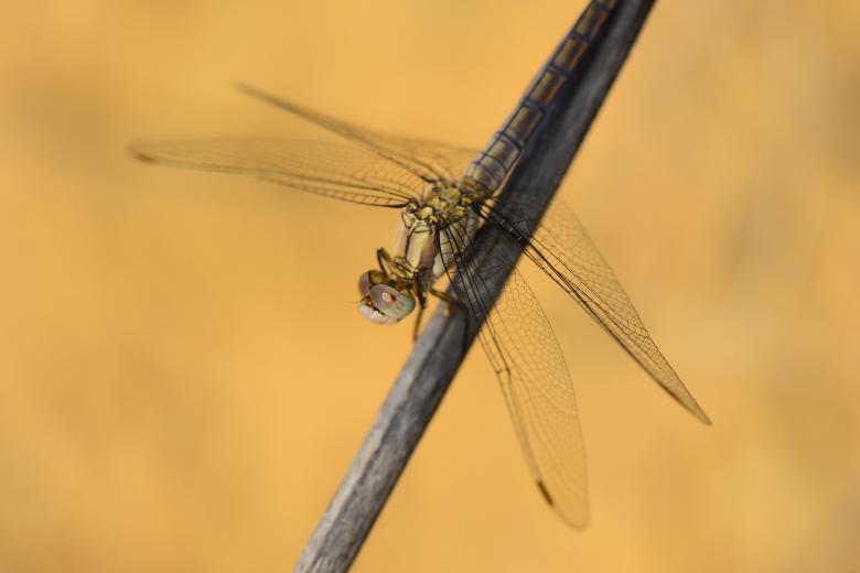 Free stock image of Macro dragonfly created by batuhan Kurt