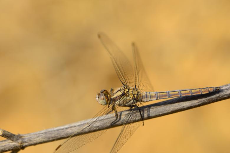 Free stock image of Macro dragonfly created by batuhan Kurt